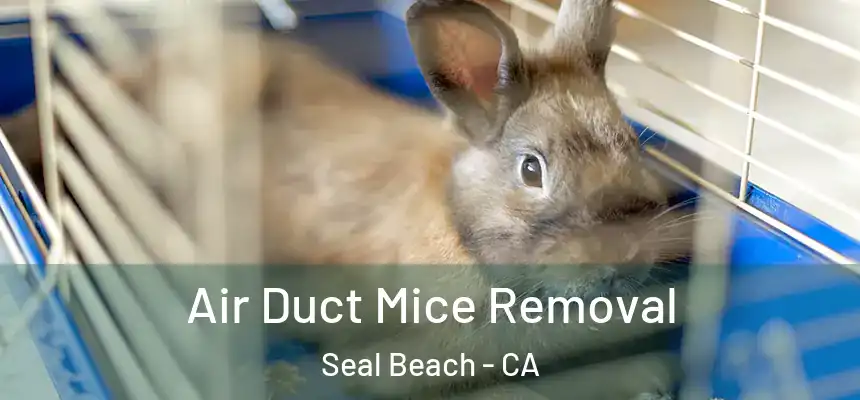 Air Duct Mice Removal Seal Beach - CA